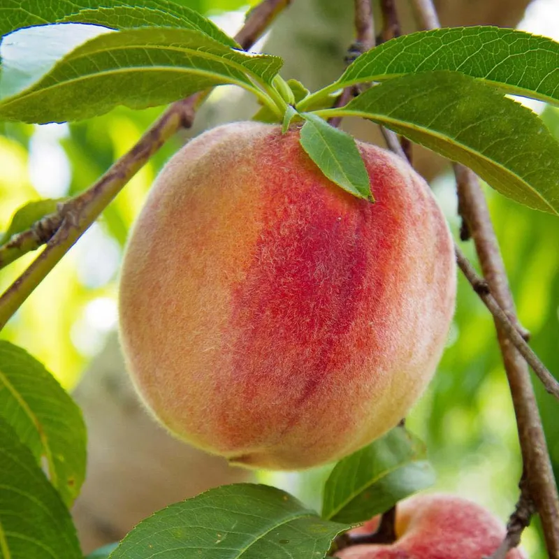 Peach Earligrande - Low Chill (Prunus Persica Earligrande) - Aadoo