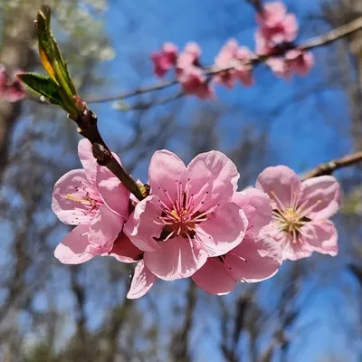 Peppermint Peach Tree (Prunus Persica Peppermint)