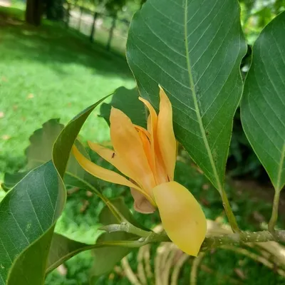 Perfume Joy Tree (Michelia Champaca)