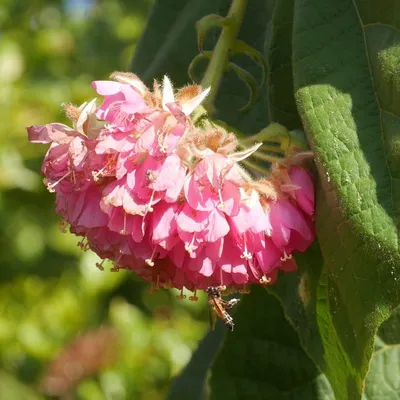 Pink Ball Tree (Dombeya Pink ball)