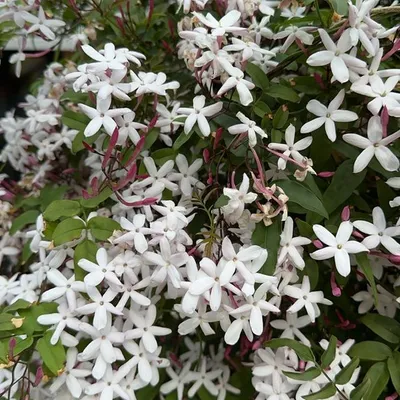 Pink Jasmine (Jasminum Plyanthum)