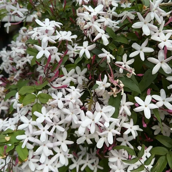 Pink Jasmine (Jasminum Plyanthum)