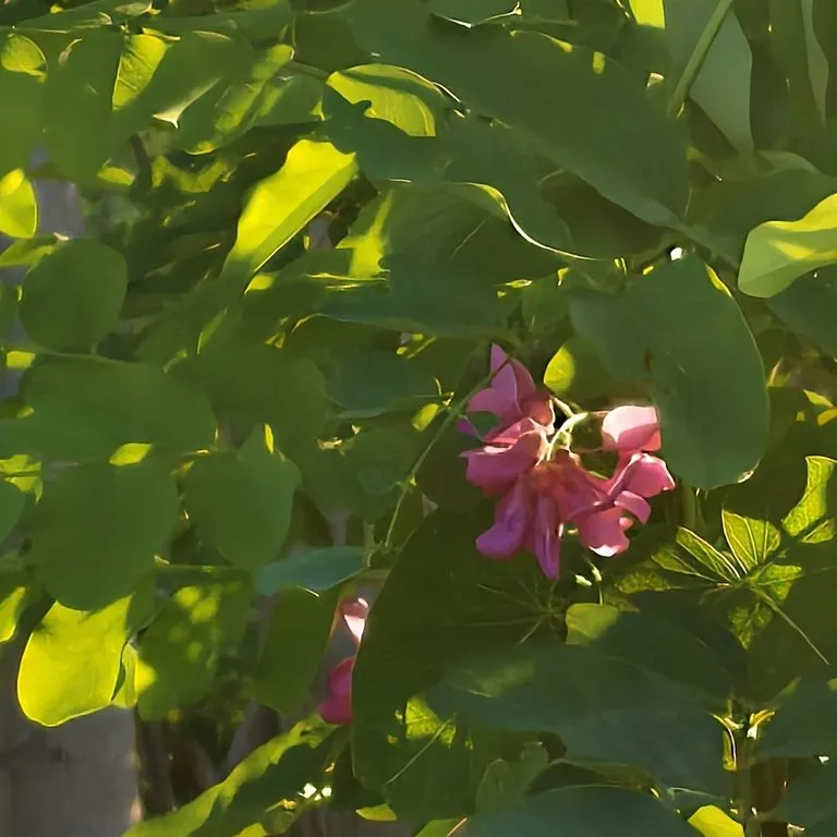 Pink Locust Tree (Robinia Casque Rouge)