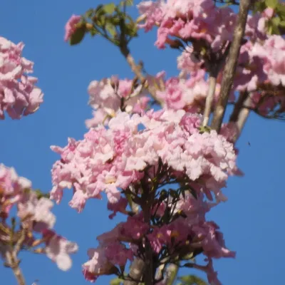 Pink Trumpet Tree (Tabebuia Impetiginosa)