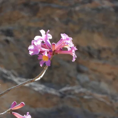 Pink Trumpet Tree (Tebebuia Impetiginosa)