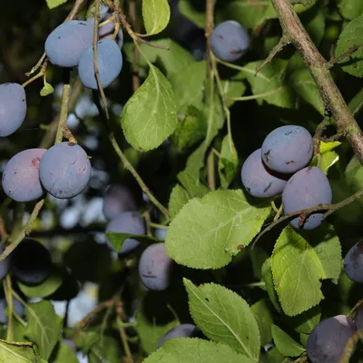 Plum Methley