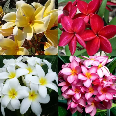 Fragrant Frangipani (Plumeria Obtusa) - Gul-e-Chin