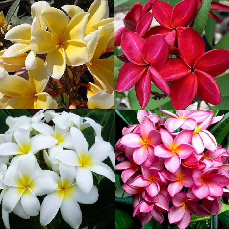 Gul Cheen (Plumeria) - Gul-e-Chin
