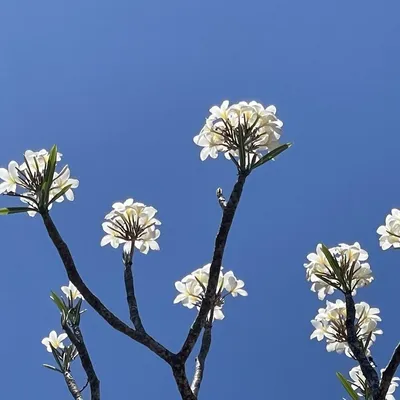 Plumeria thai grafted (Plumeria Sp)