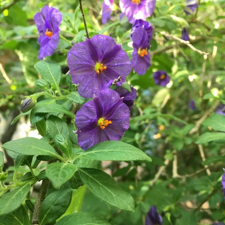 Potato Bush (Solanum Randonetti)