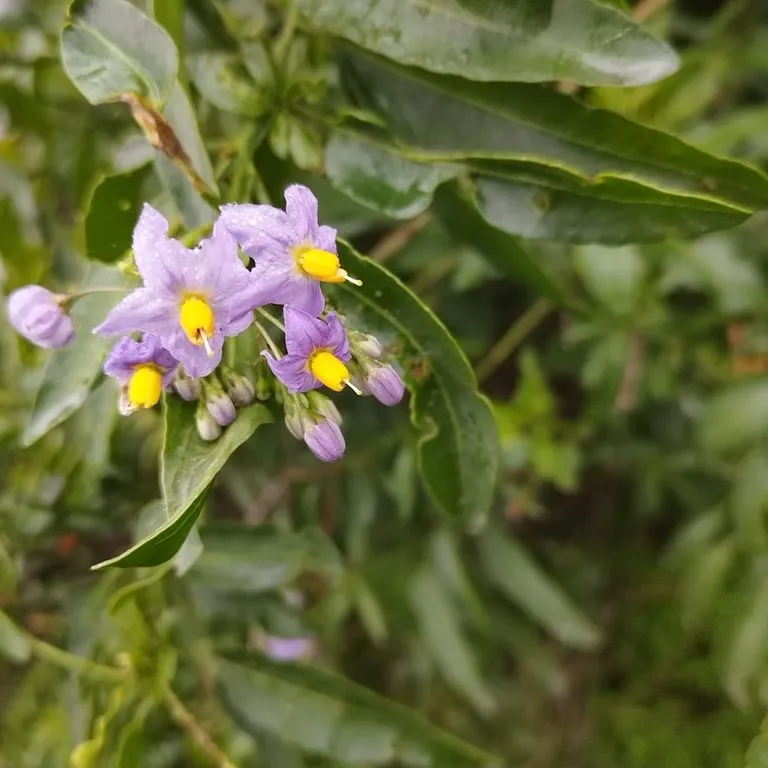 Potato Vine (Solanum Crispum)