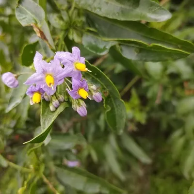 Potato Vine (Solanum Crispum)