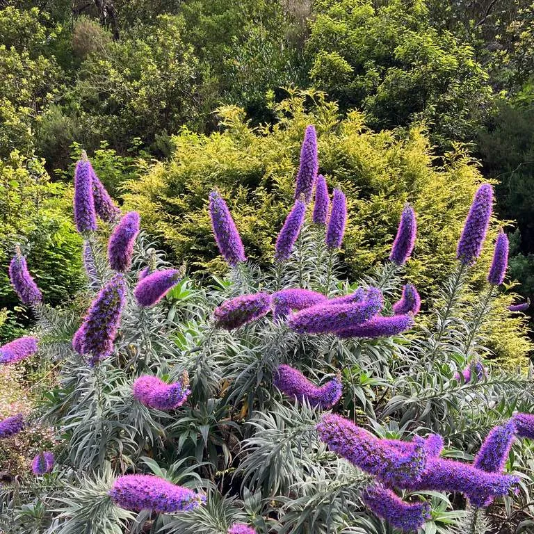 Pride of Madeira (Echium Candicans)
