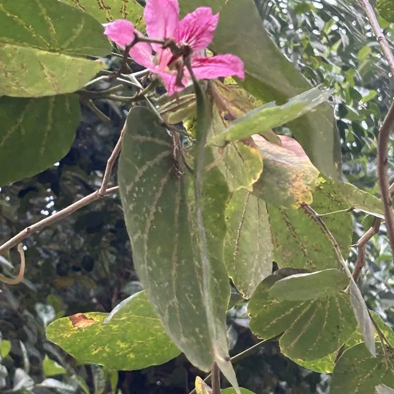 Purple Orchid Tree (Bauhinia Purpurea)