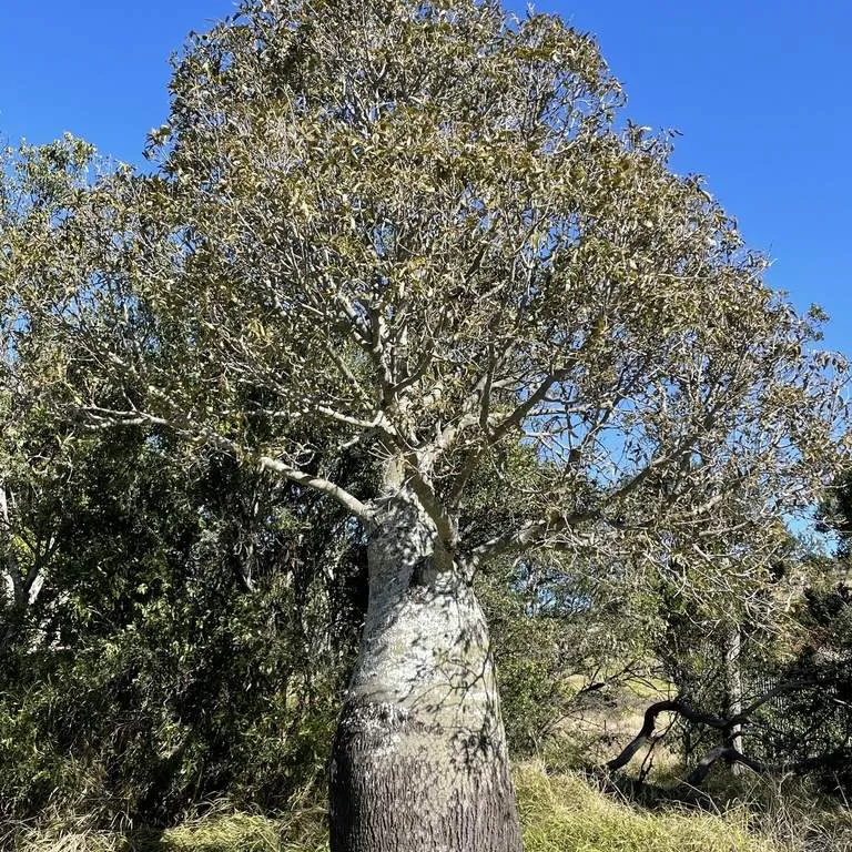 Queensland Bottle Tree (Brachychiton Rupestris)