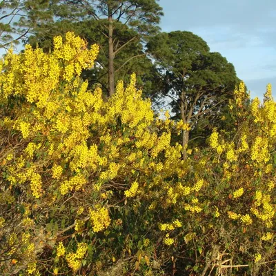 Rain of Gold (Galphimia Glauca)