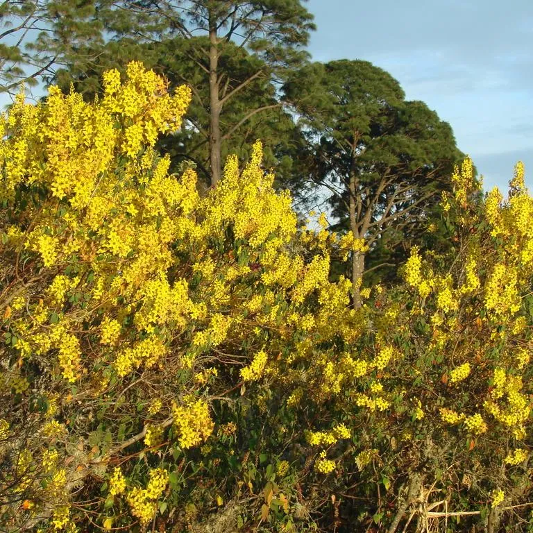 Rain of Gold (Galphimia Glauca)