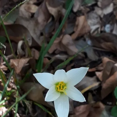 Rainlily hybrid named (Zephyranthes)