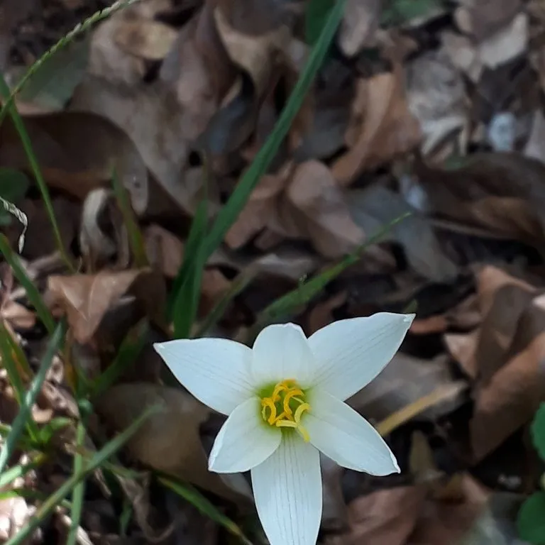 Rainlily hybrid named (Zephyranthes)