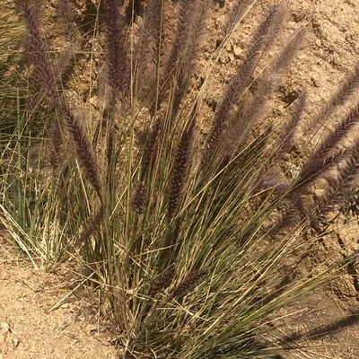 Red Grass (Pennisetum Setaceum)