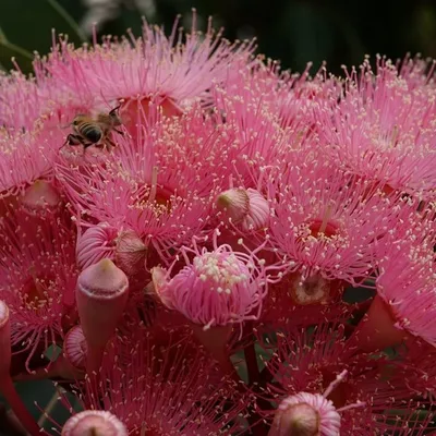 Red Gum Tree (Corymbia Ficifolia)