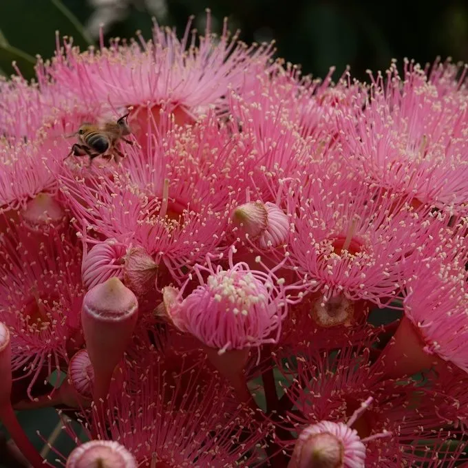 Red Gum Tree (Corymbia Ficifolia)