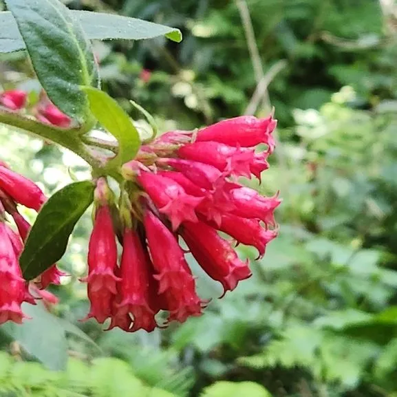 Red Raat Ki Rani (Cestrum Newelli)