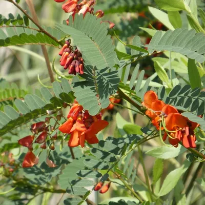 Red Tree Wisteria (Sesbania Punicea)