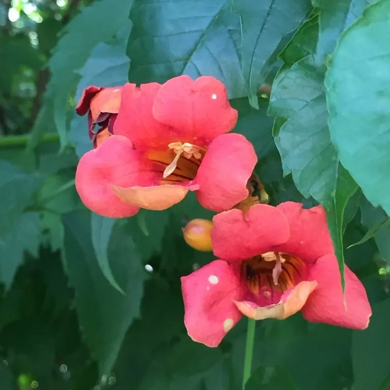 Red Trumpet Vine (Campsis Stromboli)