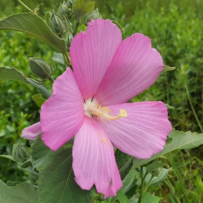 Rose Mallow (Hibiscus Massachusetts)