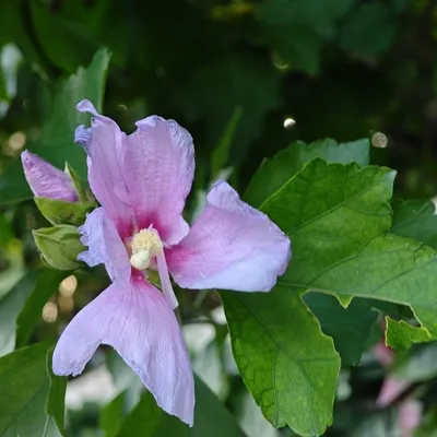 Rose of Sharon (Hibiscus Danica)