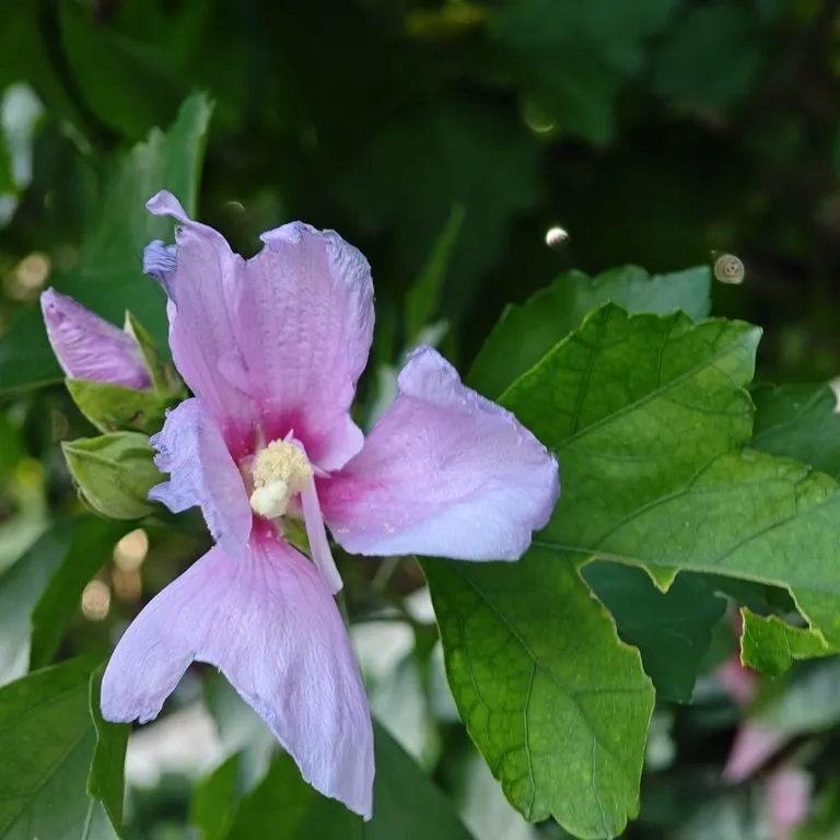 Rose of Sharon (Hibiscus Danica)