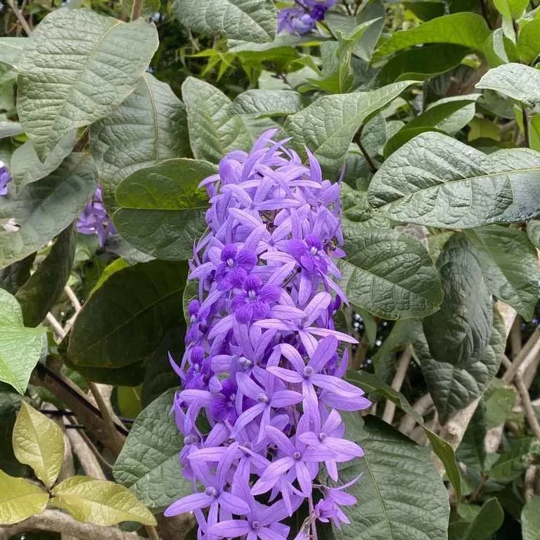 Sandpaper Vine (Petrea Volubilis)
