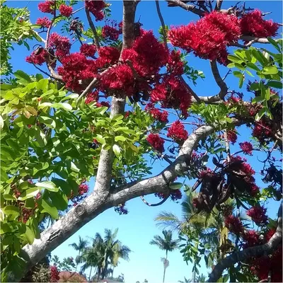 Drunken Parrot Tree (Schotia Brachypetala)