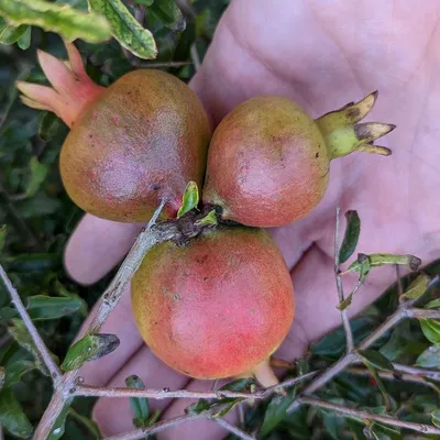 Seedless Res Pommegranate (Punica Granatum Wonderful)