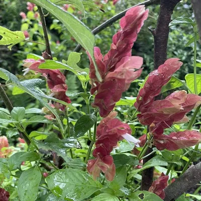 Shrimp Plant (Beloperone)