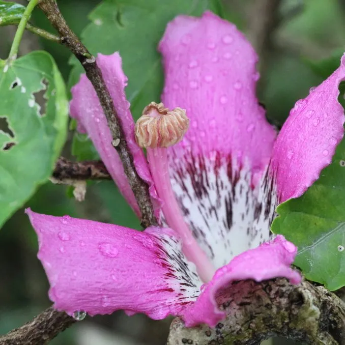 Silk Floss Tree (Chorisia Speciosa)