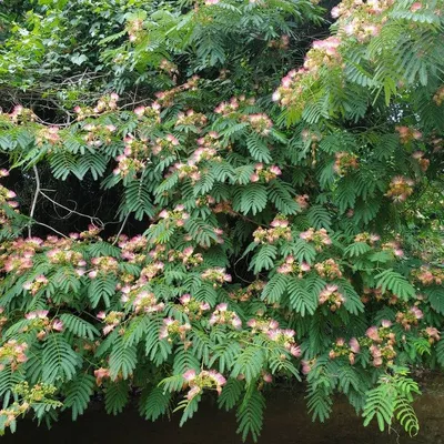 Silk Tree (Albizia Juribrissin Rosea)