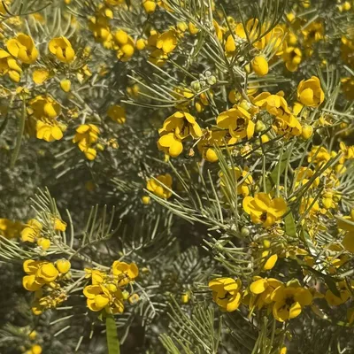 Silver Cassia (Cassia Artemesioides)