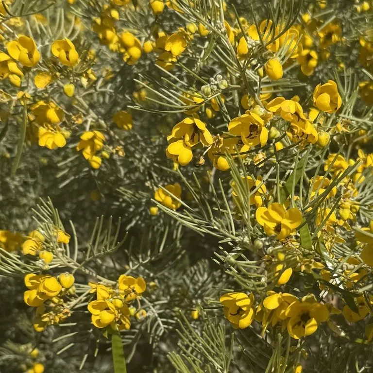 Silver Cassia (Cassia Artemesioides)