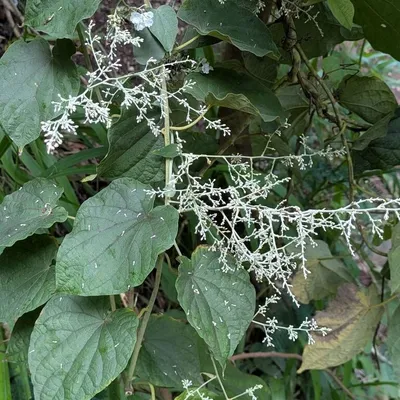 Snow Creeper (Porana Volubilis)