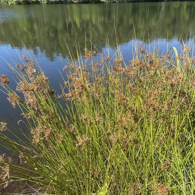 Soft Rush (Juncus Effuses)