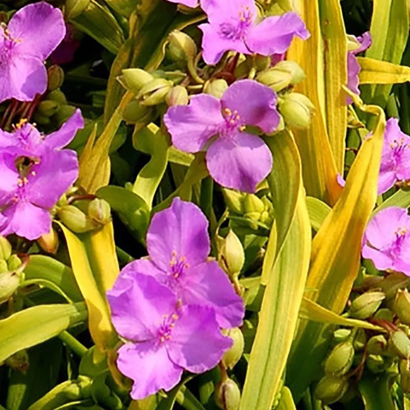 ChaSpiderwort (Tradescantia Sp. Sunshine)