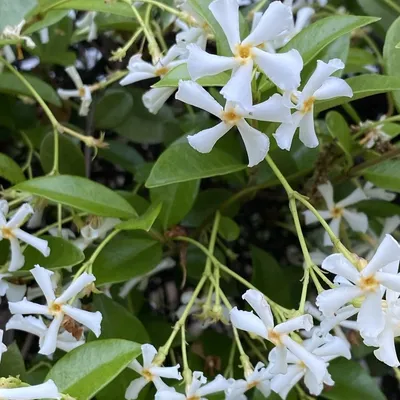 Star Jasmine (Trachelospermum Jasminoide)