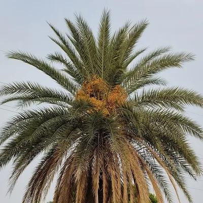 Sylvester Palm Tree (Phoenix Sylvestris)