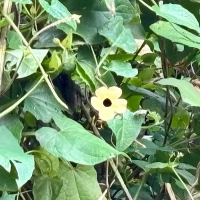 Thunbergia White eye susan (Thunbergia Alata White Suzie)