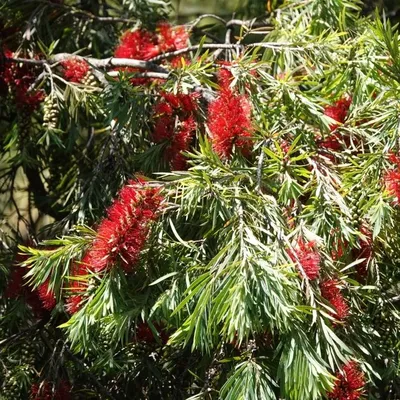 Trailing Bottle Brush (Callistemon Little John)