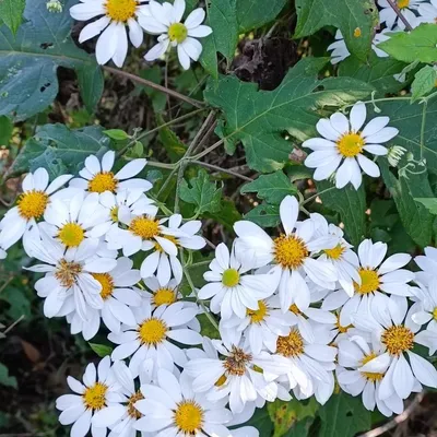 Tree Daisy (Montana Bippinatifida)