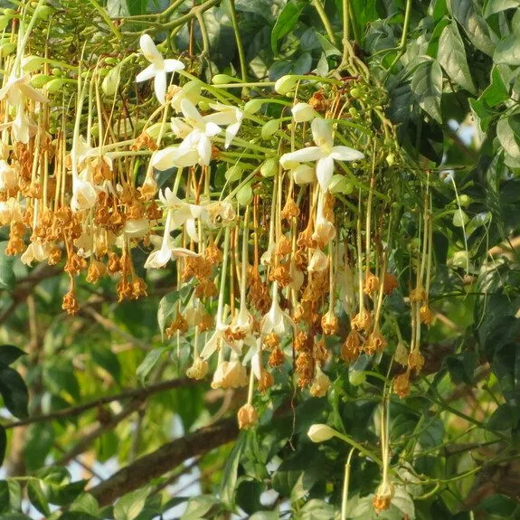 Tree Jasmine (Millingtonia Hortensis)