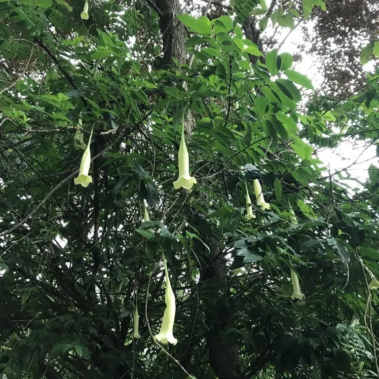 Tree Lily (Cubanolla Domingensis)
